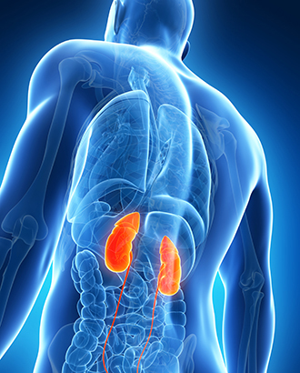 KidneysHighlighted_330x410